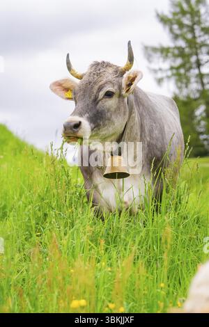 Vache grise avec cloche dans un pré dans un environnement vert et naturel, Alpe di Siusi, Tyrol du Sud, Dolomites, Italie, Europe Banque D'Images