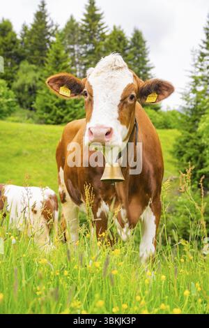 Vache avec cloche sur une prairie fleurie, entourée d'arbres et de verdure, Alpe di Siusi, Tyrol du Sud, Dolomites, Italie, Europe Banque D'Images