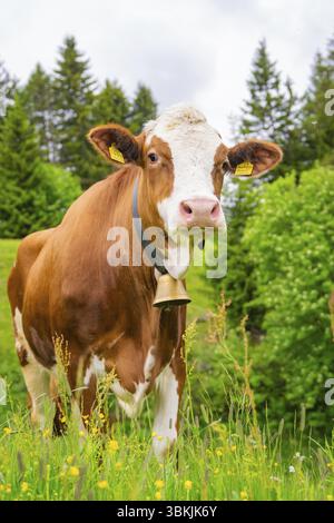 Portrait d'une vache avec une cloche sur un pré fleuri dans un cadre naturel, Alpe di Siusi, Tyrol du Sud, Dolomites, Italie, Europe Banque D'Images