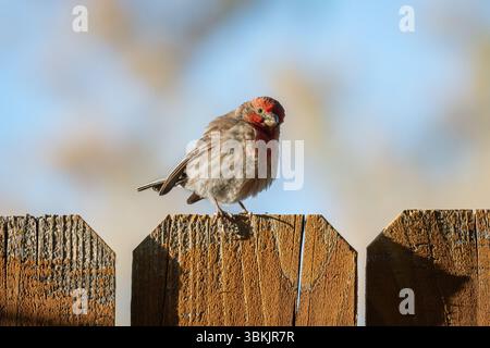 Un mâle adulte, Haemorhous mexicanus, est assis sur une clôture en bois dans le désert de Mojave. Banque D'Images