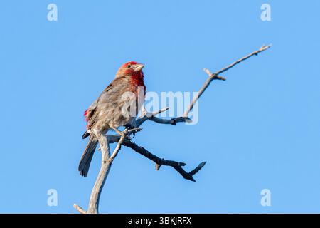 Un mannequin adulte (Haemorhous mexicanus) est assis sur une branche dans le désert de Mojave. Banque D'Images