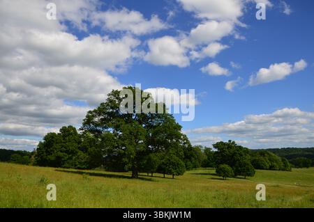Dinton Park, Wiltshire, Angleterre - prairie verdoyante avec des arbres éparpillés sous un ciel bleu vibrant et des nuages blancs, capturé en mai. Banque D'Images