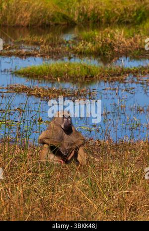 Un grand babouin mâle Chacma (Papio ursinus) dans le delta de l'Okavango, un site du patrimoine mondial de l'UNESCO - Botswana Banque D'Images