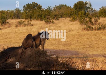 Babouins Chacma (Papio ursinus) se toilettant dans le parc national de Hwange, un site du patrimoine mondial de l'UNSESCO - Zimbabwe Banque D'Images