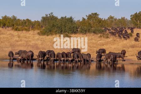 Un troupeau de buffles africains (Syncerus caffer) ou Cape Buffalo viennent boire à la rivière Deka dans le parc national de Hwange - Zimbabwe Banque D'Images