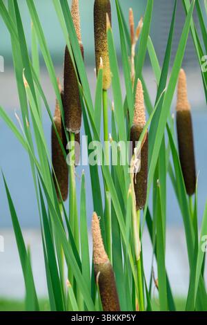 Typha latifolia, bulrush, queue de feuillus, épis floraux au milieu de l'été Banque D'Images