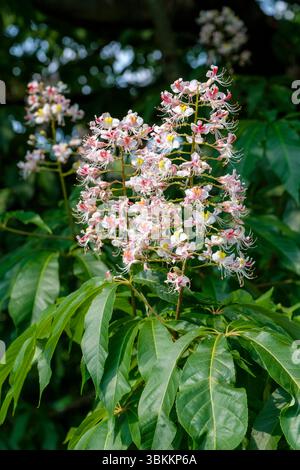 Aesculus indica, marron indien, fleurs blanches tachetées jaune, rose roussie, été Banque D'Images