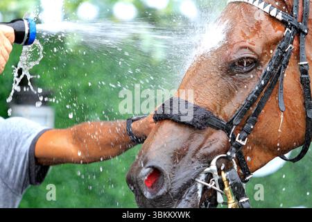 Toronto, Canada. 21 juin 2025. Le veery pur-sang reçoit une douche rafraîchissante dans le cercle des gagnants après avoir remporté la sixième course à Woodbine Racetrack à Toronto, Canada, le 21 juin 2025. (Photo de Mike Campbell/NurPhoto) crédit : NurPhoto SRL/Alamy Live News Banque D'Images