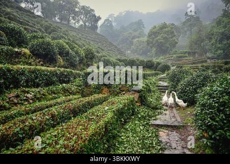 Hangzhou, Zhejiang, Chine – les oies errent dans les champs de thé de Longjing (puits de dragon) Banque D'Images