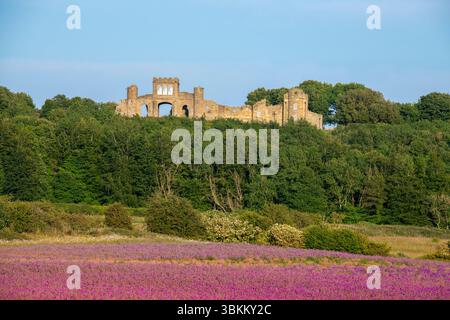 Observatoire de Ratcheugh au-delà des champs de phacélie Banque D'Images