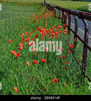 Coquelicots poussant le long de la ligne de clôture sur le bord d'un champ de blé à l'angle de New Lane et Gorst Lane près de Burscough dans le Lancashire. Banque D'Images