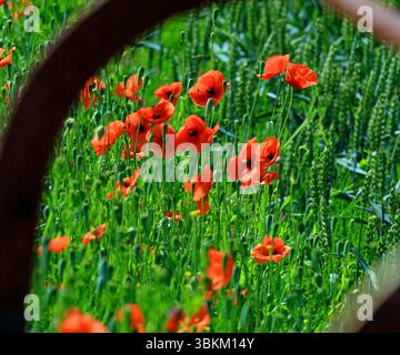 Les coquelicots poussant sur le bord d'un champ de blé à l'angle de New Lane et Gorst Lane près de Burscough dans le Lancashire sont encadrés par la clôture de fer. Banque D'Images