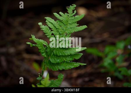 Une seule feuille de fougère trempée dans la rosée du matin un jour d'été. Banque D'Images