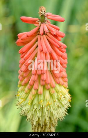 Gros plan de la fleur vibrante de Kniphofia uvaria, communément appelée tritoma, poker rouge chaud ou lys torche, à la lumière du jour Banque D'Images