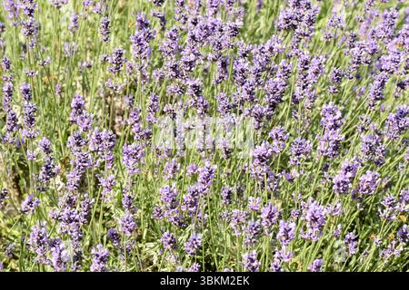 Lavandula angustifolia Hidcote Rose ou lavande anglaise, avec des grappes de délicates fleurs rose-violet à la lumière naturelle les jours ensoleillés Banque D'Images