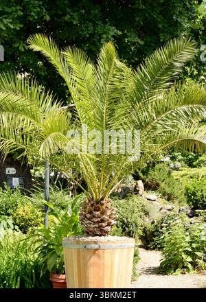 Phoenix dactylifera ou palmier dattier poussant en plein air dans le jardin botanique de Sofia Bulgarie, partie d'une collection de climat tempéré Banque D'Images