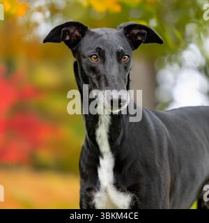 Chien noir espagnol Galgo dans le jardin Banque D'Images