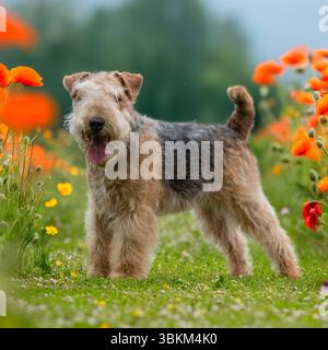 chien terrier lakeland debout dans des coquelicots rouges Banque D'Images