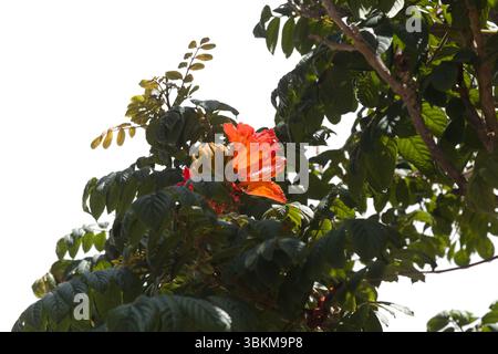 Fleurs rouges de Spathodea campanulata, tulipe africaine, isolées sur fond blanc Banque D'Images