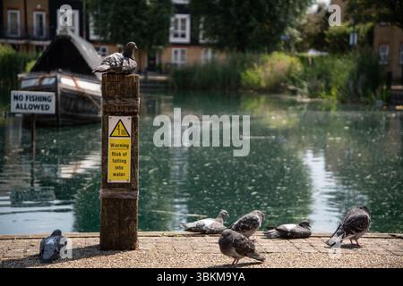 Un groupe de pigeons se repose près d'un canal tranquille sur Enfield Island Village, près d'un poste de sécurité avertissant de tomber dans l'eau. Un bateau amarré se trouve dans le bac Banque D'Images
