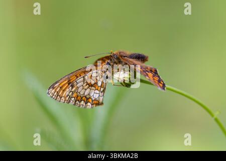 Comportement d'accouplement des papillons fritillaires (Melitaea athalia) sur une tige de plante Banque D'Images