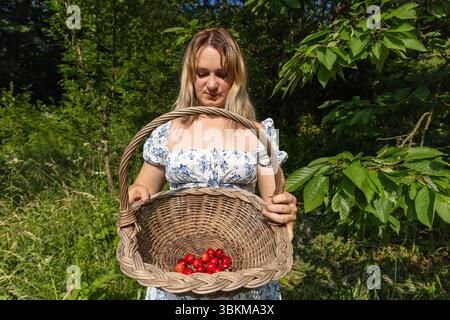 Jeune femme montrant des cerises fraîchement cueillies dans un panier en osier Banque D'Images