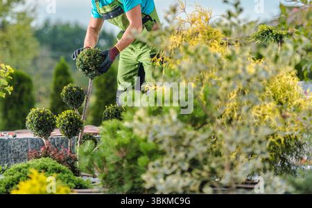 Un jardinier façonne soigneusement les plantes topiaires dans un jardin bien entretenu. Une végétation vibrante entoure l'espace de travail, mettant en valeur le dévouement à l'horticultur Banque D'Images
