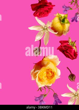 Arrangement créatif avec diverses fleurs d'été sur fond rose. Concept de nature minimale. Banque D'Images