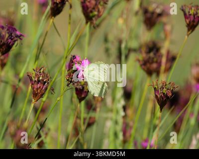 Pierre à ras bord commune Gonepteryx rhamni assis sur une inflorescence rose-rouge d'un Carthusien rose ou Carthusian Carnation Dianthus carthusianorum Banque D'Images