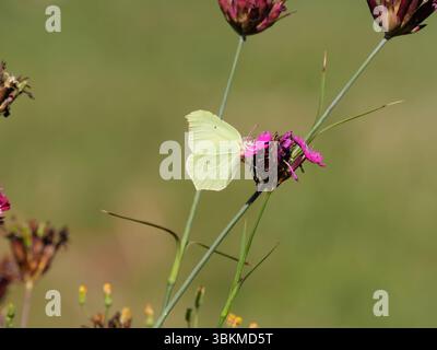 Pierre à ras bord commune Gonepteryx rhamni assis sur une inflorescence rose-rouge d'un Carthusien rose ou Carthusian Carnation Dianthus carthusianorum Banque D'Images