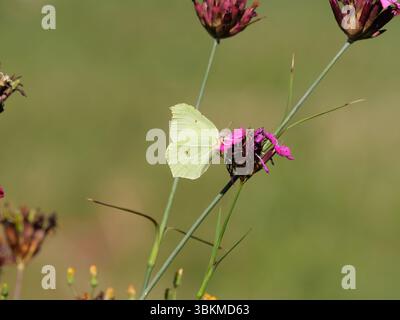 Pierre à ras bord commune Gonepteryx rhamni assis sur une inflorescence rose-rouge d'un Carthusien rose ou Carthusian Carnation Dianthus carthusianorum Banque D'Images