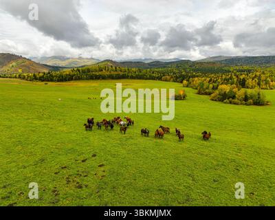 Une prise de vue aérienne capture un troupeau de chevaux sauvages qui paissent librement dans une vaste prairie verte, soutenue par des forêts et des montagnes d'automne colorées Banque D'Images