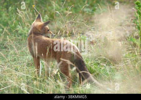 Météo britannique, 22 juin 2025 : le matin après le solstice et ce qui a été la journée la plus chaude du pays de l'année -- jusqu'à présent -- un renard se tient sur la pelouse asséchée d'un jardin à Clapham, au sud de Londres. Quatre petits de trois mois vivent ici avec leurs parents. Le temps devrait se rafraîchir légèrement dans les prochains jours avec des pluies possibles en milieu de semaine. Crédit : Anna Watson/Alamy Live News Banque D'Images