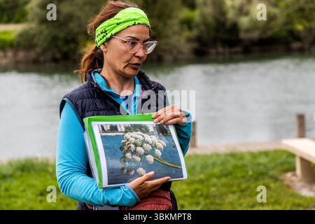 Le guide Katell Nicoux de Die Landpartie explique l'ingrédient spécial angélique (Angelica archangelica) dans la "Galette Charentaise". Elle se tient sur les berges de la Charente à Le Ponton, Rouffiac, Nouvelle-Aquitaine, France, tenant en l'air une photo des ombelles de fleurs blanches. La plante médicinale est d'importance régionale en Charente. Katell Nicoux porte un bandeau vert, des lunettes et un gilet matelassé sombre. Le groupe est en visite guidée à vélo le long de la Charente sur la voie cyclable longue distance La Flow Vélo et utilise la pause pique-nique pour des informations. Banque D'Images