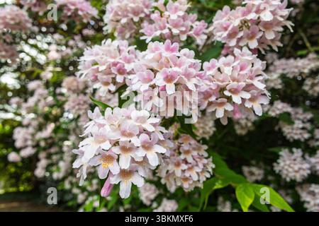 Beauty Bush aussi Kolkwitzia amabilis en forme de cloche, rose doux à blanc. Banque D'Images