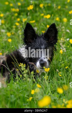 Border Collie chiot dans une prairie de fleurs sauvages par un matin humide d'été. Hawes, North Yorkshire, Royaume-Uni. Banque D'Images