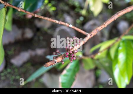Fleur de goyave de Jamaïque ou mieux connue sous le nom de plante de goyave d'eau Darsono Banque D'Images