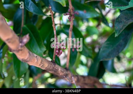 Fleur de goyave de Jamaïque ou mieux connue sous le nom de plante de goyave d'eau Darsono Banque D'Images