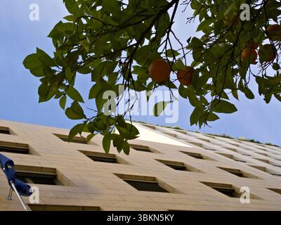 Oranges mûres et feuilles vertes suspendues sur une façade de maison moderne jaune sous le ciel bleu. Banque D'Images