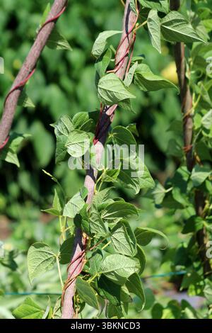 Le haricot commun Phaseolus vulgaris, également appelé haricot vert et haricot français, se lie à un poteau en bois avec des tiges rouges et des feuilles vertes en forme de cœur, prospérant Banque D'Images