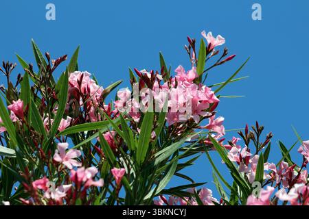 Oleander Nerium Oleander, également appelé rosebay et rose de la mer du Sud, présente des grappes de fleurs roses à cinq pétales et de longues feuilles vertes cuirassées, fleurissent Banque D'Images