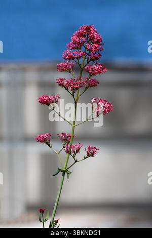 Valériane rouge Centranthus ruber, également appelée barbe de Jupiter et valériane à éperon, affiche des grappes de fleurs rose vif sur de grandes tiges, se démarquant Banque D'Images