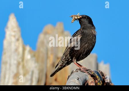 Un étourneau européen est perché sur un arbre aride avec des insectes dans son bec à Farragut Stet Park dans le nord de l'Idaho. Banque D'Images