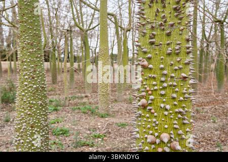 Gros plan d'un Ceiba Speciosa, tronc d'arbre en soie Floss avec des épines proéminentes dans la région d'Alicante, en Espagne Banque D'Images
