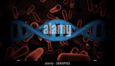 Montrant un brin d'ADN double hélice bleu s'étirant en vue microscopique, avec des bactéries rouges flottant Banque D'Images