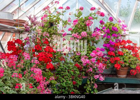 Beaucoup de géraniums colorés dans une serre, collection de plantes en pot de géranium aux couleurs vives, Royaume-Uni Banque D'Images