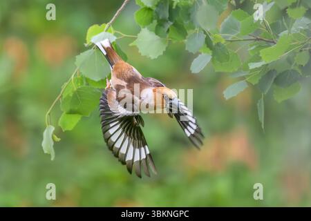 Un faucher mâle, Coccothraustes coccothraustes, l'oiseau commence à voler avec des ailes déployées, les barres d'ailes blanches frappent en vol, Allemagne Banque D'Images