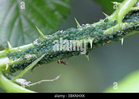 vue rapprochée d'une brindille de mûre avec beaucoup de pucerons verts et une fourmi avec miellat Banque D'Images