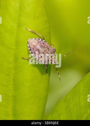 gros plan dorsal d'un insecte puant marmoré brun sur une feuille verte au soleil Banque D'Images