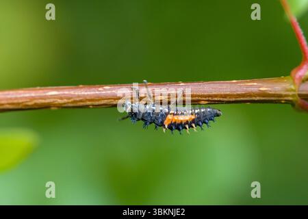 vue rapprochée latérale d'une larve orange noire de la coccinelle asiatique multicolore avec des poils intéressants sur le corps sur une brindille au soleil et floue Banque D'Images